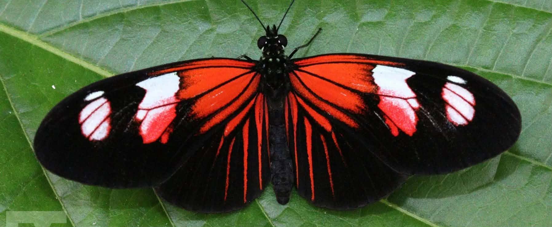 Butterfly Dreams